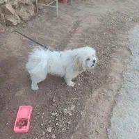 فروش پاپی|سگ|لردگان, |دیوار