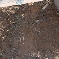 کود حیوانی|خدمات باغبانی و درختکاری|دشتابی, |دیوار