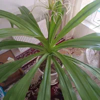 گل سوسن عنکبوتی