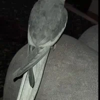 عروس هلندی نر سینامون|پرنده|سنگر, |دیوار