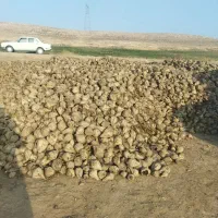 تفاله ذرت و تفاله چغندر و چغندر|حیوانات مزرعه|سراب, |دیوار