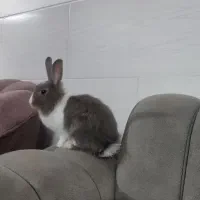 خرگوش دستی|موش و خرگوش|مهریز, |دیوار