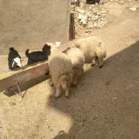 سه عدد بره|حیوانات مزرعه|آبدانان, |دیوار