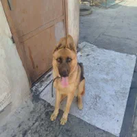 سگ ژرمن اصیل