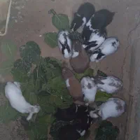 خرگوش