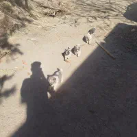 5تاتول به فروش میرسد