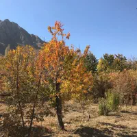 فروش۲۲۰۰ مترباغ جاده چالوس|فروش دفتر صنعتی، کشاورزی، تجاری|آسارا, |دیوار