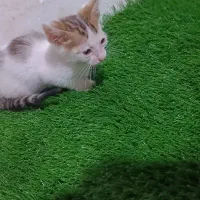 واگذاری بچه گربه|گربه|لاهیجان, کوی خزر|دیوار