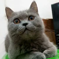بریتیش ماده