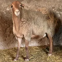 میش جوان