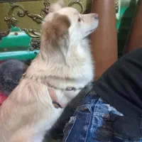 پیدا شده|حیوانات|چهاردانگه (تهران), |دیوار