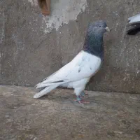 کبوتر کله سبز