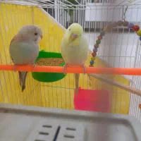 مرغ عشق خوش آواز