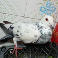 کبوتر|پرنده|نهبندان, |دیوار