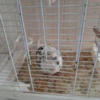 یک کبوتر نر جوان سفید