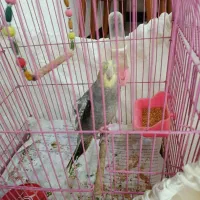 عروس هلندی نر سخنگو