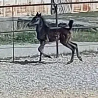 کره مادیان دوسر شجره . هشت ماه .