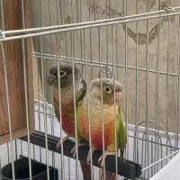 جفت گرینچیک