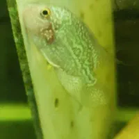 ماهی فلاور|ماهی|اصفهان, بهارستان|دیوار