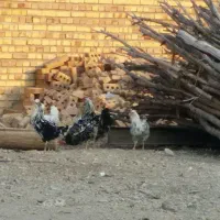مرغ و خروس گلین