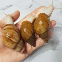حلزون
