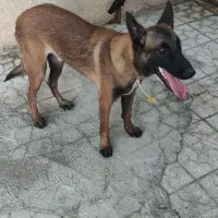 سگ مالینویز