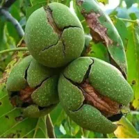 نهالستان صنوبر و گردو و بادامدر نهالستان زرینه|خدمات باغبانی و درختکاری|تاکستان, |دیوار