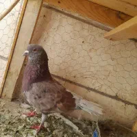 کفتر نر پیس پرش سنگین