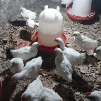 جوجه مرغ تخم گذار