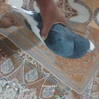 کفتر|پرنده|باغ ملک, |دیوار