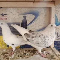 کفتر پرشی|پرنده|شاهین‌شهر, حاجی آباد|دیوار