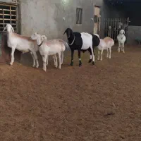 قوچ چینی میش چینی بره قوچ|حیوانات مزرعه|تربت جام, شهرک آزادگان|دیوار