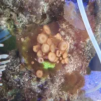 اکواریوم ابشور|ماهی|سهند, |دیوار