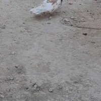کله