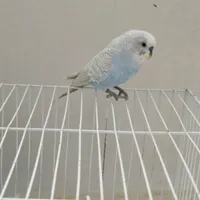 مرغ عشق نر