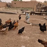 مرغ وخروس|حیوانات مزرعه|تهران, افسریه|دیوار