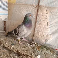 مگسی نر شب گرفتمش 300