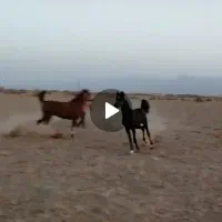 فروش کره اسب ماده به رنگ مشکی