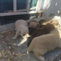 توله سگ پا کوتاه|سگ|کرمان, |دیوار