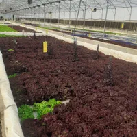 اجار ه و فروش گلخانه هیدروپونیک  کاهو فرانسوی|فروش دفتر صنعتی، کشاورزی، تجاری|گرمدره, |دیوار