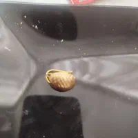 گوشواره طلا|جواهرات|قرچک, مهدیه|دیوار