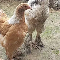 ۶ عدد مرغ و خروس برهما ۵ ماهه سالم و سرحال|حیوانات مزرعه|رشت, نامجو|دیوار