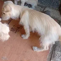 سگ اشپیتز و شتیزو|سگ|مشهد, بهمن|دیوار