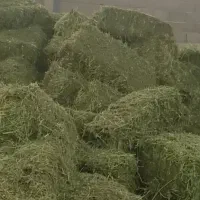 یونجه خشک وسبز درجه یک