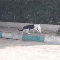 لطفن راهنمایی کنید