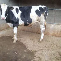 گوساله ماده