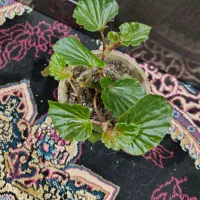 گل طبیعی|گل و گیاه طبیعی|دوگنبدان, |دیوار