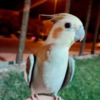 مرغ عروس|پرنده|آران و بیدگل, |دیوار