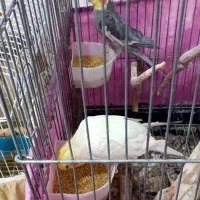 عروس هلندی و کوتوله