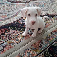 سگ ۲ماهه نژاد پامرین